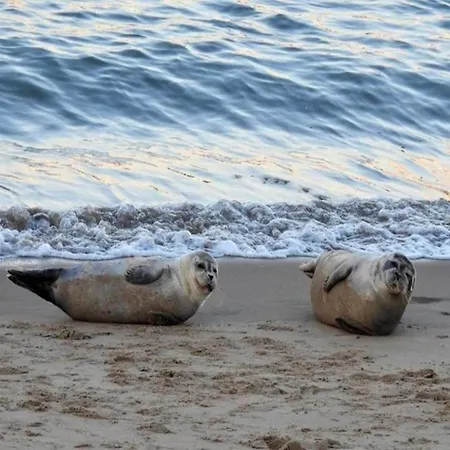 In Near North Sea Ostend