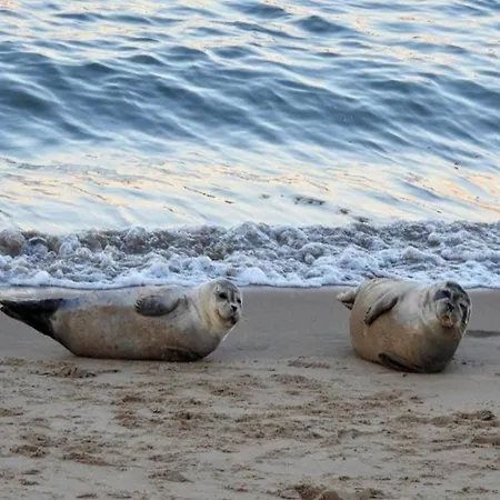 In Near North Sea * أوستيند