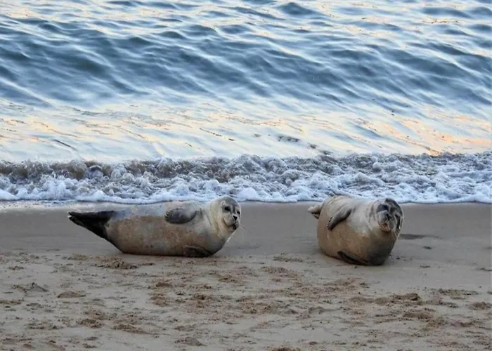 In Near North Sea 奥斯滕德